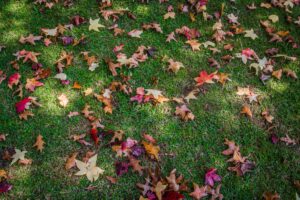 Fall leaves in the grass indicating it is time for an autumn AC maintenance service